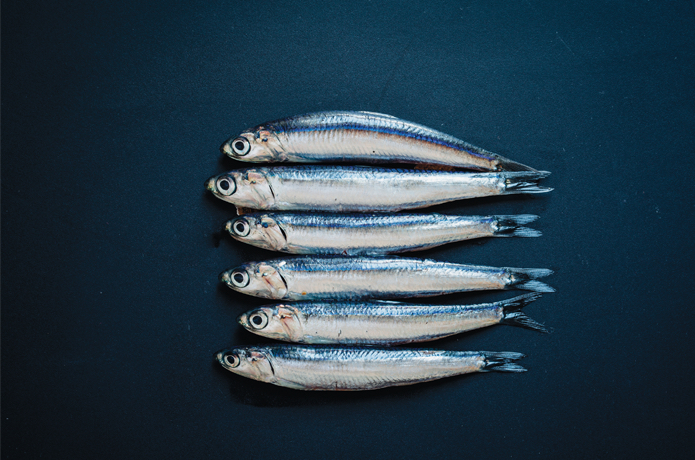 Hamsi: Küçük balık,  büyük komedi