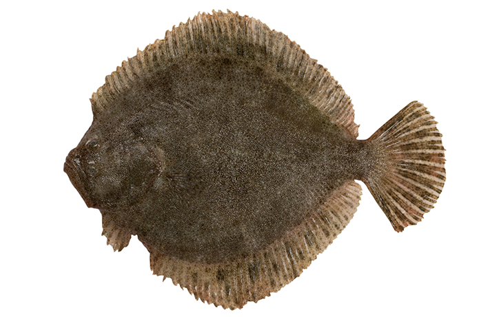 Kalkan balığı geldi mi,  konuşmayı kesmek gerekir