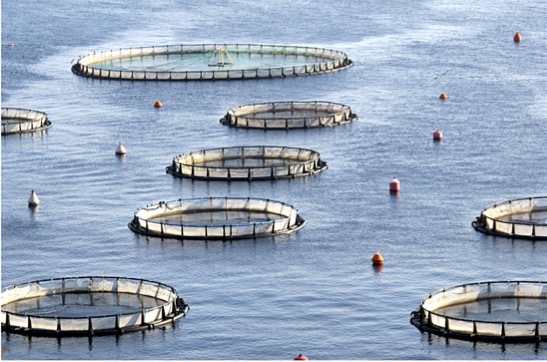 Balıkta doğa mı, çiftlik mi?